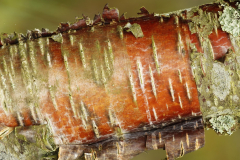 Forestry Grant Scheme